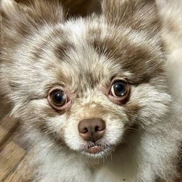 Pomeranians from Geovibes Pomeranians