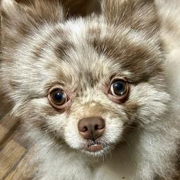 Pomeranians from Geovibes Pomeranians
