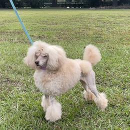 Nova - Poodle