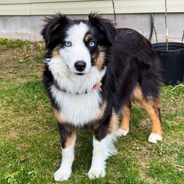 Tabs - Miniature Australian Shepherd