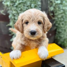 Ferris Wheel - Apricot male Goldendoodle puppy in Wharton, Texas from Little Fur Friends