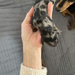 Girl 2 - Black and tan female Dachshund puppy in Benton City, Washington from DOXA Miniature Dachshunds