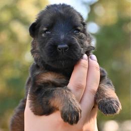 Annabelle - Sable female German Shepherd puppy in Canton, Texas from WILDWOOD GERMAN SHEPHERDS