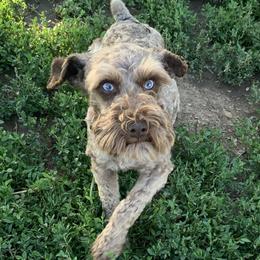 Zeus - Miniature Schnauzer