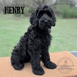Henry - Black male Australian Labradoodle puppy in Hartshorne, Oklahoma from Jena Edmond