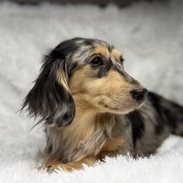Koda - Dachshund
