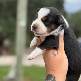 Duke ASDR - Black tri male Miniature Australian Shepherd puppy in Polk City, Florida from Skaky Shepherds