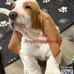 Titan - Red and white male Basset Hound puppy in Sidney, Nebraska from Royal Baez Basset
