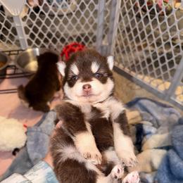 Autumn - Chocolate female Pomsky puppy in Spring Hill, Florida from Besties Paw Life
