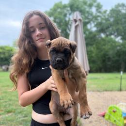 Purple collar - Fawn female Cane Corso puppy in Opelousas, Louisiana from Azelees Cane Corso