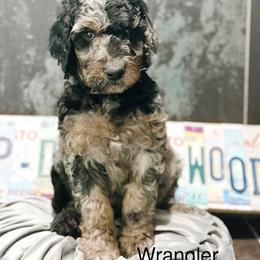 Wrangler - Merle male Goldendoodle puppy in Pasco, Washington from Camp Doodle Woods