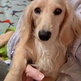 Rosie - Dachshund