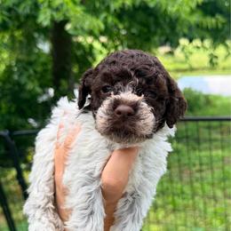 Red Bull-Girl 6- Light green collar - Brown female Lagotto Romagnolo puppy in Ashland, Ohio from SS Australian Shepherds