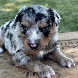 Miniature Australian Shepherd and Toy Australian Shepherd Puppies from Kickapoo Creek Toy & Mini Aussies