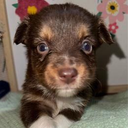 Copper - Red tri male Toy Australian Shepherd puppy in Garvin, Oklahoma from Hochatown Awesome Aussies