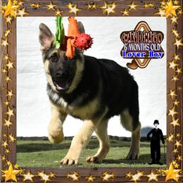 Charlie Chaplin - Black and tan male German Shepherd puppy in Murrieta, California from Diamond Oaks German Shepherds