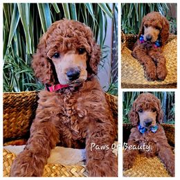 Poodle and Shih Tzu Puppies from Paws Of Beauty