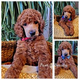 Poodle and Shih Tzu Puppies from Paws Of Beauty