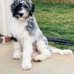 Goldendoodle Puppies from Rose Lane Doodles