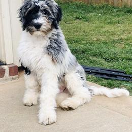 Goldendoodle Puppies from Rose Lane Doodles
