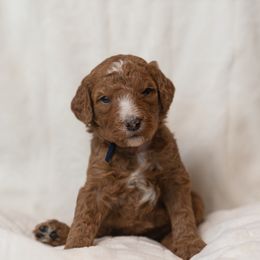 Goldendoodle and Poodle Puppies from Desert Born Kennel
