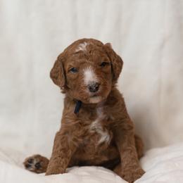 Goldendoodle and Poodle Puppies from Desert Born Kennel