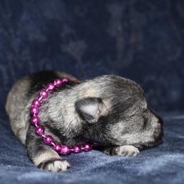 Girl 3 Salt and Pepper - Salt and pepper female Miniature Schnauzer puppy in Spring Hill, Florida from Suncoast Miniature Schnauzers