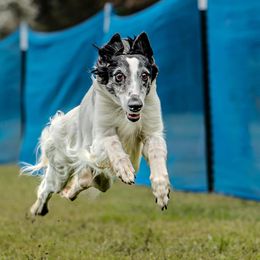 Silken Windhounds from Lisa's Silken Windhounds