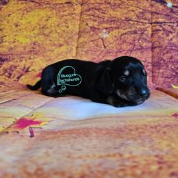 Iris Black and tan female (3100) - Black and tan female Dachshund puppy in Herald, California from Bluegum Dachshunds