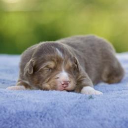 Rtf - Red tri-color female Australian Shepherd puppy in Stephenville, Texas from Diamond H Aussies