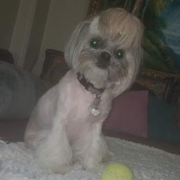 Bailee - Shih Tzu