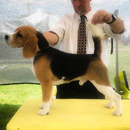 Nash - Beagle