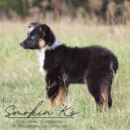 Cedar - Black tri-color male Australian Shepherd puppy in Grapeland, Texas from Smokin K Aussies