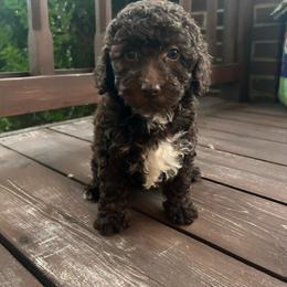 Lexi - Brown female Poodle puppy in Warren, Michigan from Annette Patterson