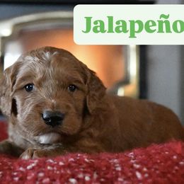 Jalapeno - Red  male Goldendoodle puppy in Dallas, Oregon from Angel Mortenson