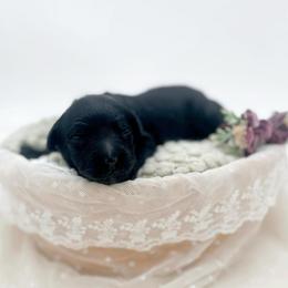 Rhyme - Black female Bernedoodle puppy in North Carolina from Tuxedo Mountain Doodles