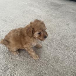 Poodle Puppies from ItalianToyPoodles