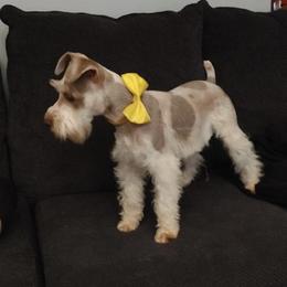 Den - Miniature Schnauzer