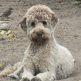 Mocha - Bernedoodle