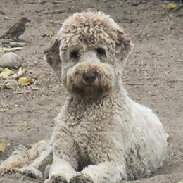 Mocha - Bernedoodle