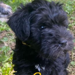 Bella - Miniature Schnauzer puppy from Four Seasons Schnauzers