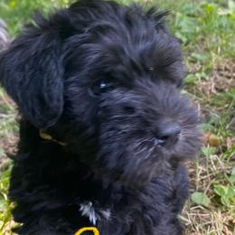 Bella - Miniature Schnauzer puppy from Four Seasons Schnauzers