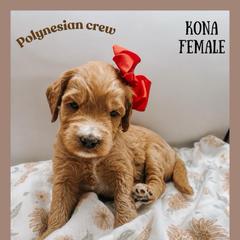 Kona - Red  female Goldendoodle puppy in Hilton, New York from The House of Goldendoodle
