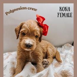 Kona - Red  female Goldendoodle puppy in Hilton, New York from The House of Goldendoodle