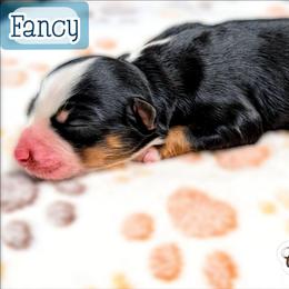 Fancy - Black tri female Miniature Australian Shepherd puppy in Punta Gorda, Florida from Christie's Creekside Aussies