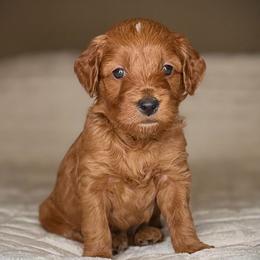 Puppy 7-BROWN Collar (BOY) - Red  male Goldendoodle puppy in Portland, Oregon from Smith Family Doodles