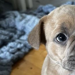 French Bulldogs from Vasile Frenchie