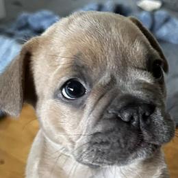 French Bulldogs from Vasile Frenchie