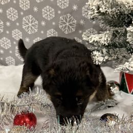 Orange collar Girl - Black and red female German Shepherd puppy in Wyoming, Michigan from Big Jones Kennels