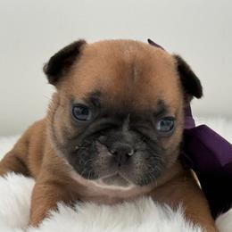Esme - Fawn female French Bulldog puppy in Largo, Florida from Big Daddy Frenchies